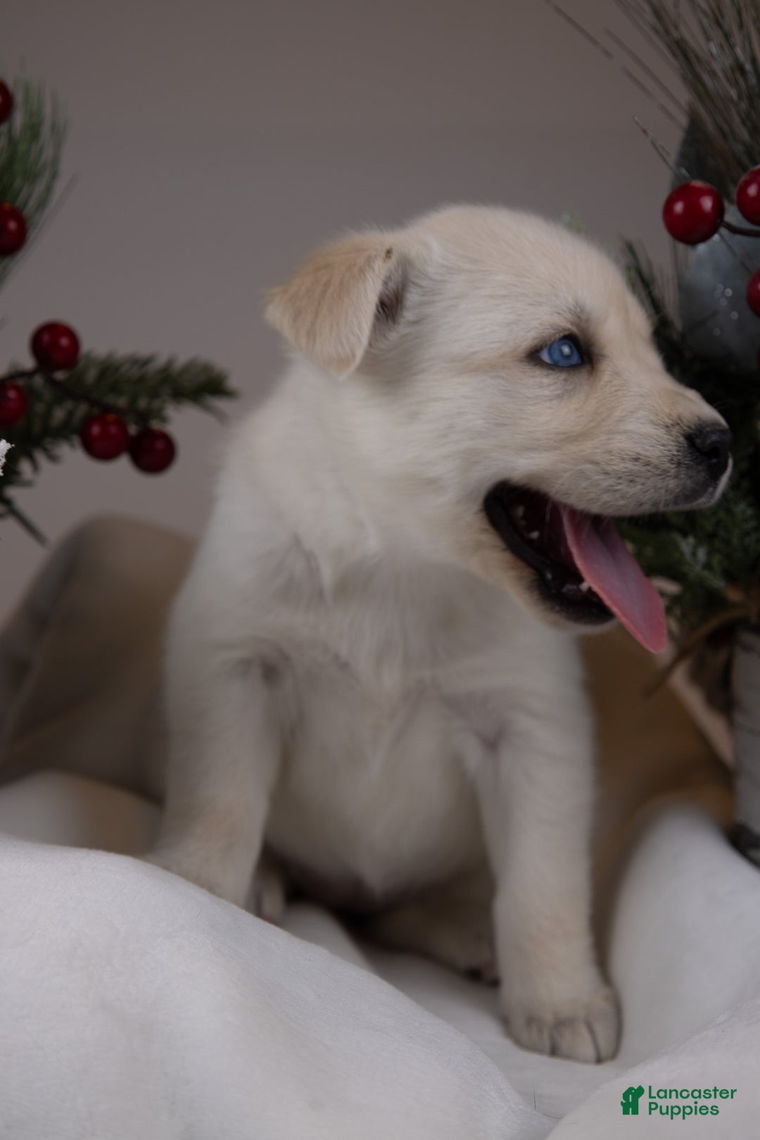 Goberian dogs for sale: Bear - Ad 16