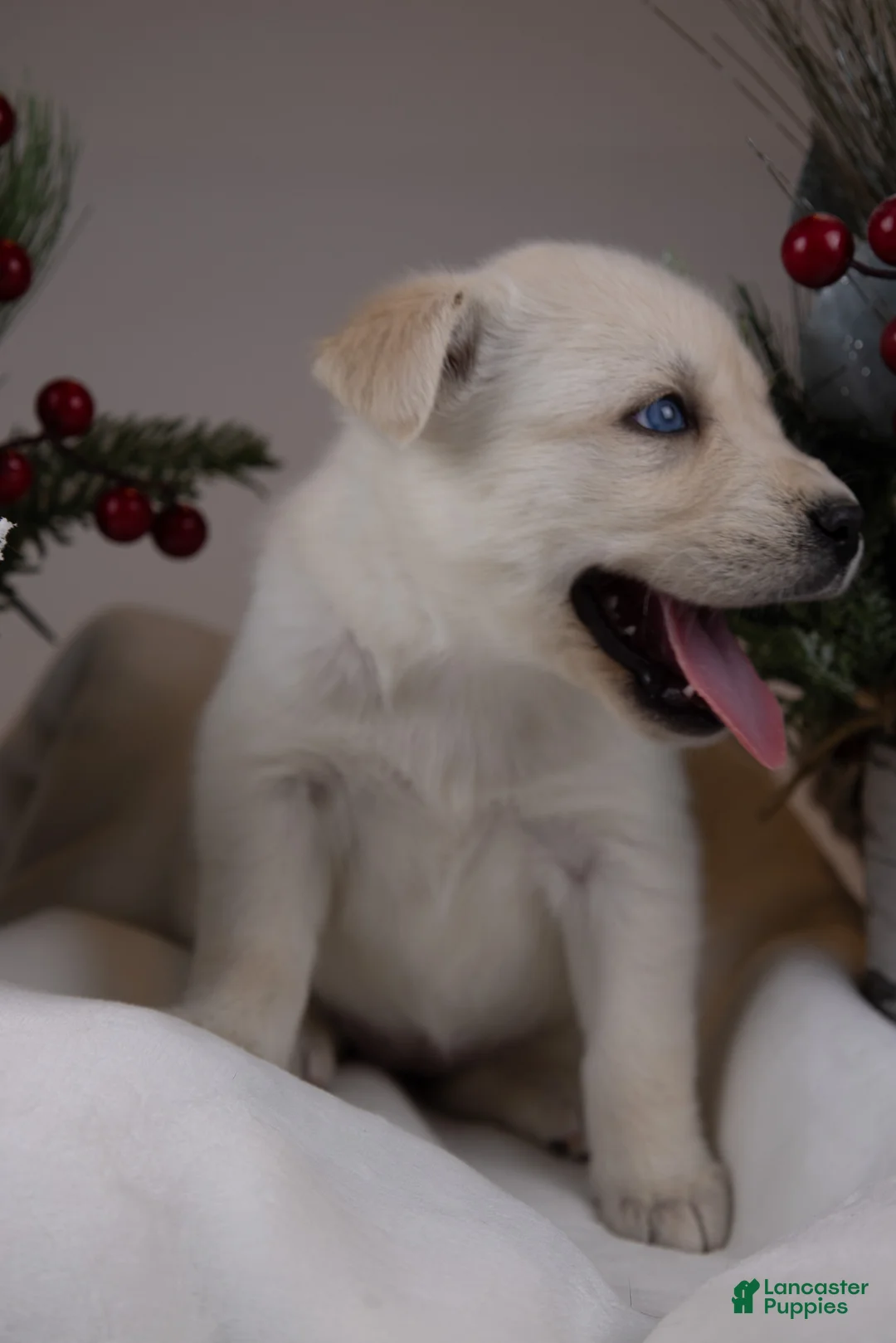 Goberian dogs for sale: Holly - Ad 14