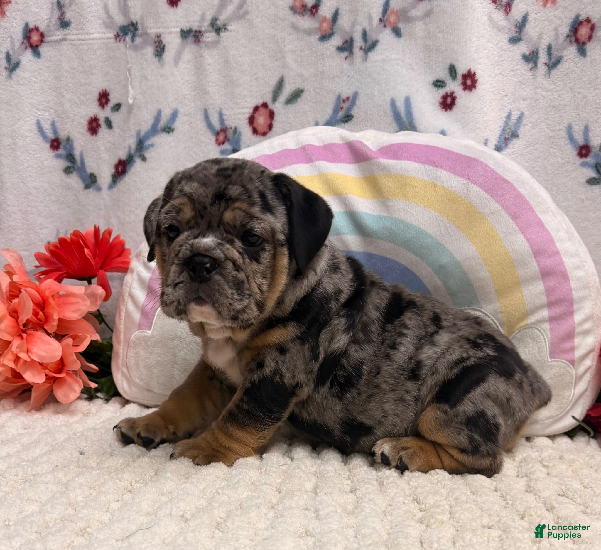 English Bulldog dogs Maverick - Ad 1