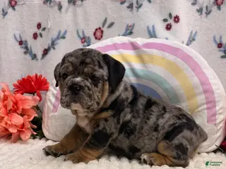 English Bulldog dogs for sale: Maverick - Ad 4