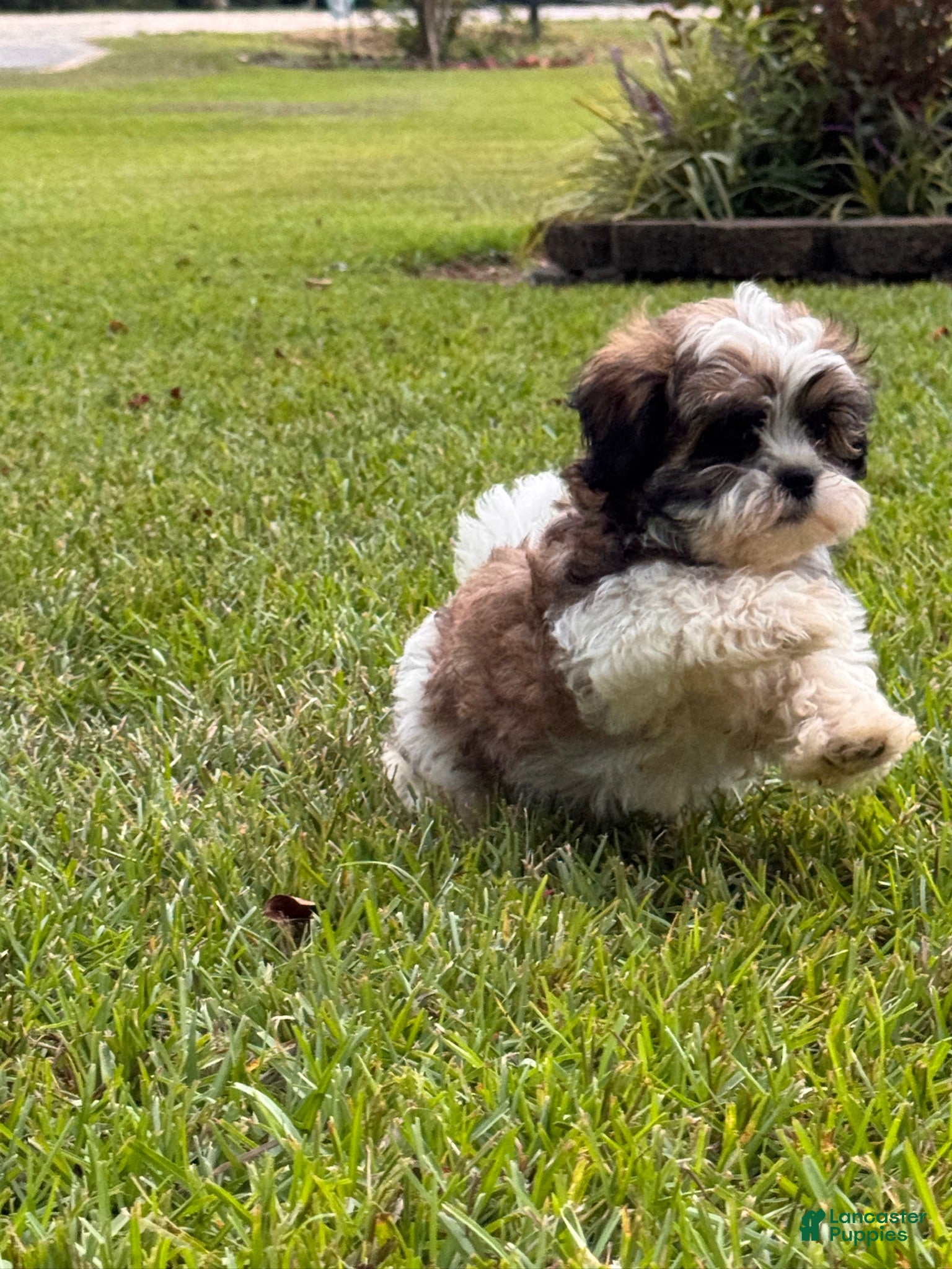 Malshi dogs Malshi 3 - Ad 1