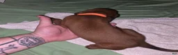 Redbone Coonhound dogs for sale: Redbone Coonhound 7(orange) - Ad 10