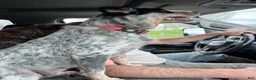 Australian Cattle Dog dogs for sale: Kayce - Ad 18