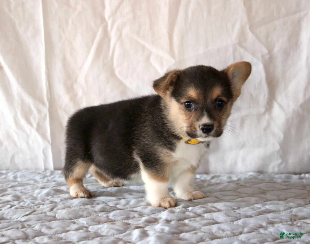 Welsh Corgi Pembroke dogs for sale: Lance - Ad 3