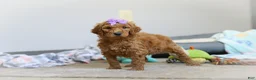 Standard Poodle dogs for sale: Hazel AKC - Ad 1