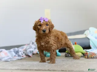 Standard Poodle dogs for sale: Hazel AKC - Ad 2