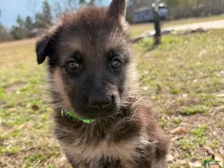 German Shepherd dogs Jet - Ad 4