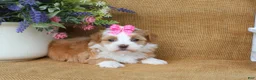 Havanese dogs for sale: Hallie - Ad 5