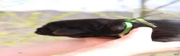 Newfoundland dogs for sale: Cricket - Ad 4