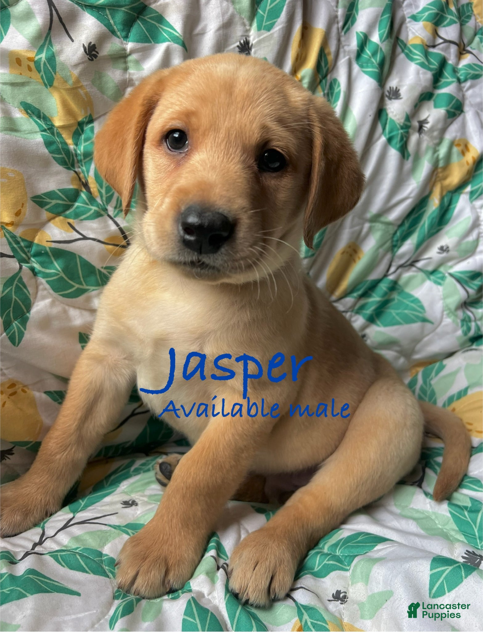 Labrador Retriever dogs Jasper - Ad 27