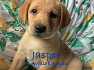 Labrador Retriever dogs Jasper - Ad 27