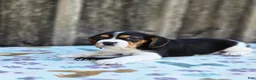 Beaglier dogs for sale: Duke - Ad 3