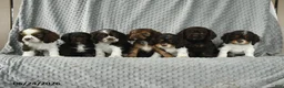 English Cocker Spaniel dogs for sale: Summer - Ad 4