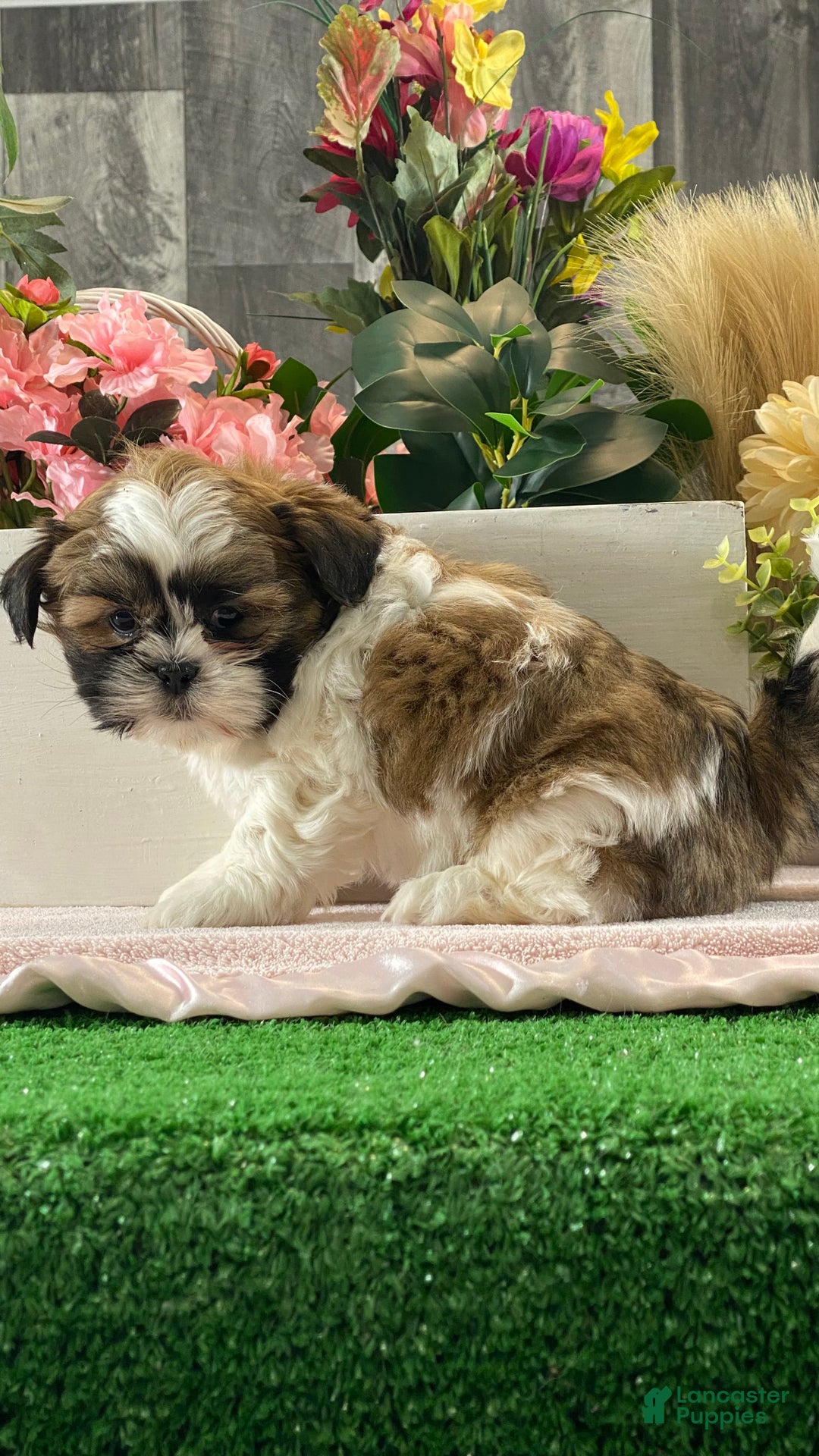 Mixed Breed dogs for sale: Oliver  - Ad 5