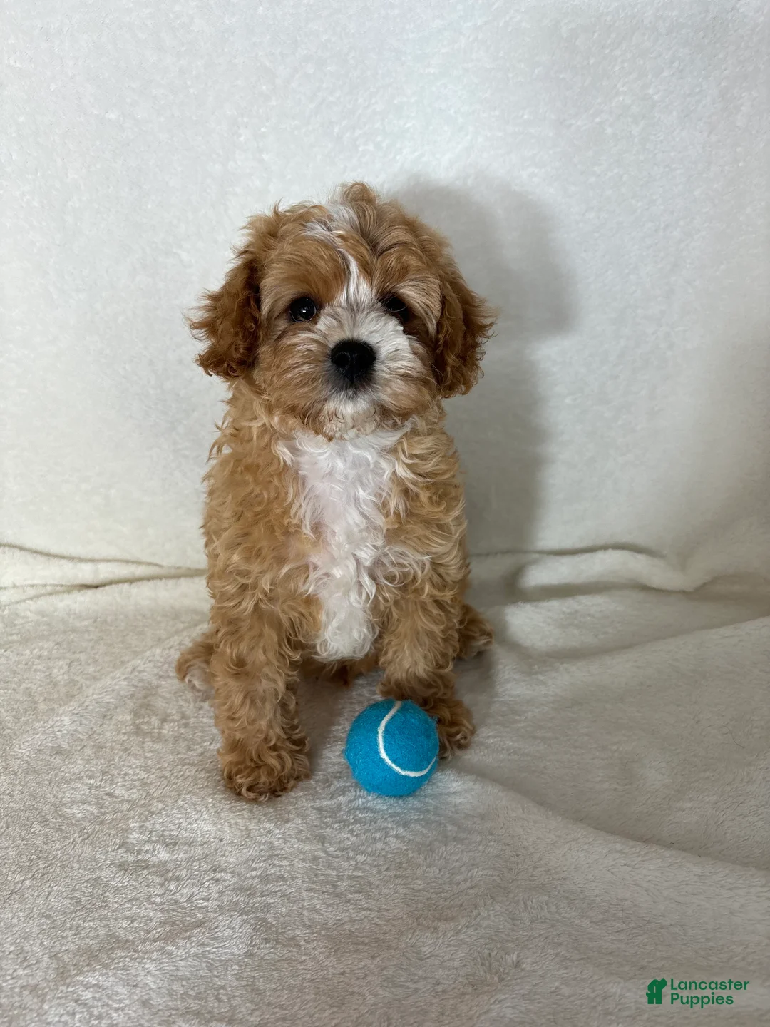 Cavapoo dogs for sale: Joey - Ad 4