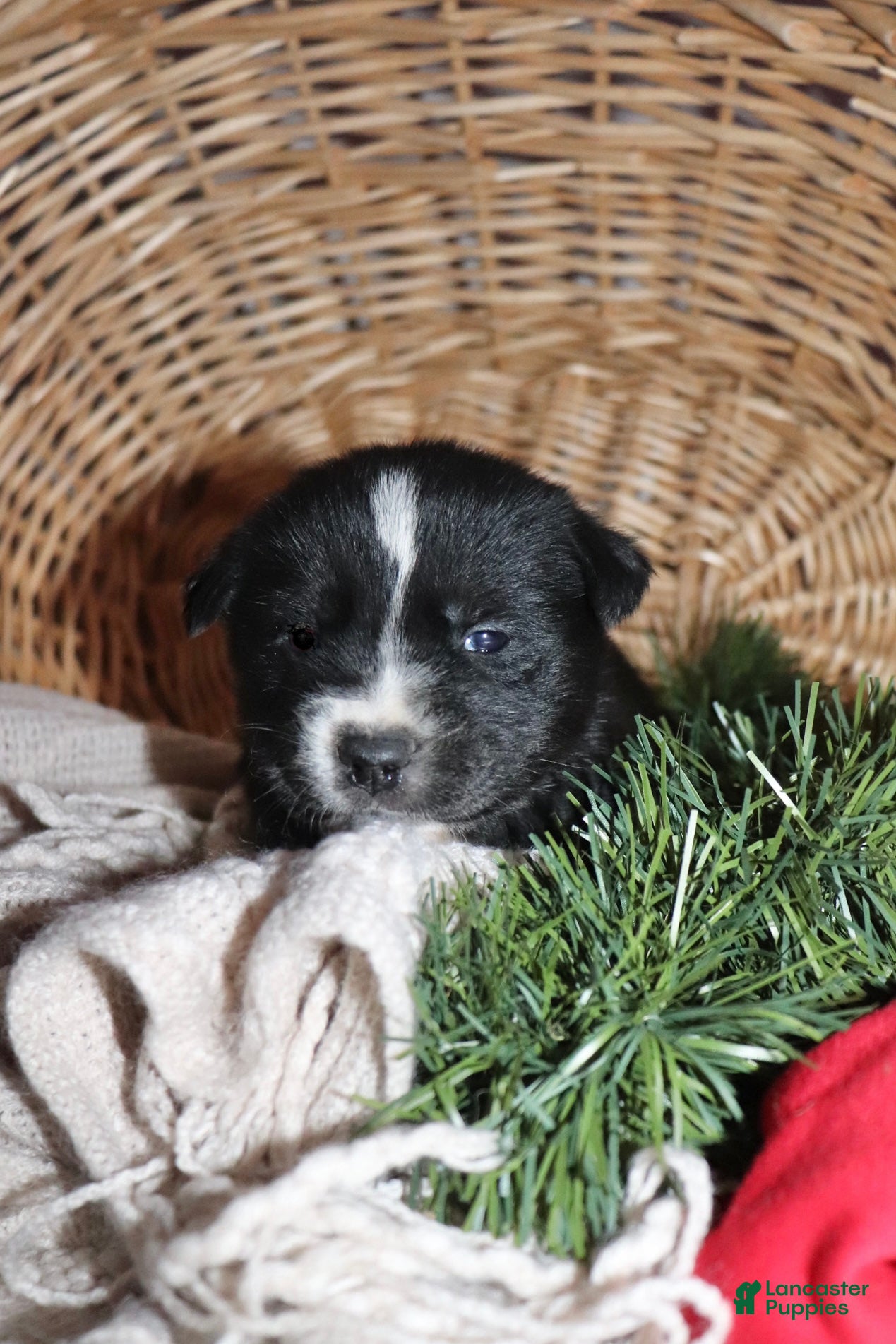 Goberian dogs Gigi  - Ad 10