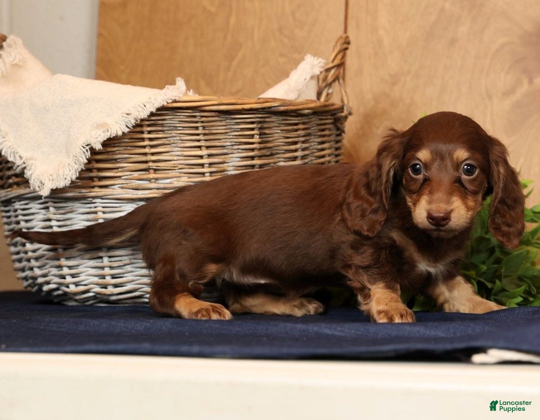 Miniature Dachshund dogs for sale: Abbi - Ad 7
