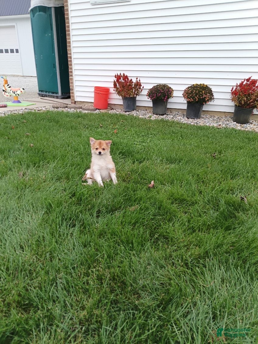 Pomsky dogs for sale: Bear - Ad 2