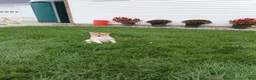 Pomsky dogs for sale: Bear - Ad 2