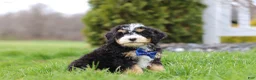 Mini Bernedoodle dogs for sale: Vance - Ad 3
