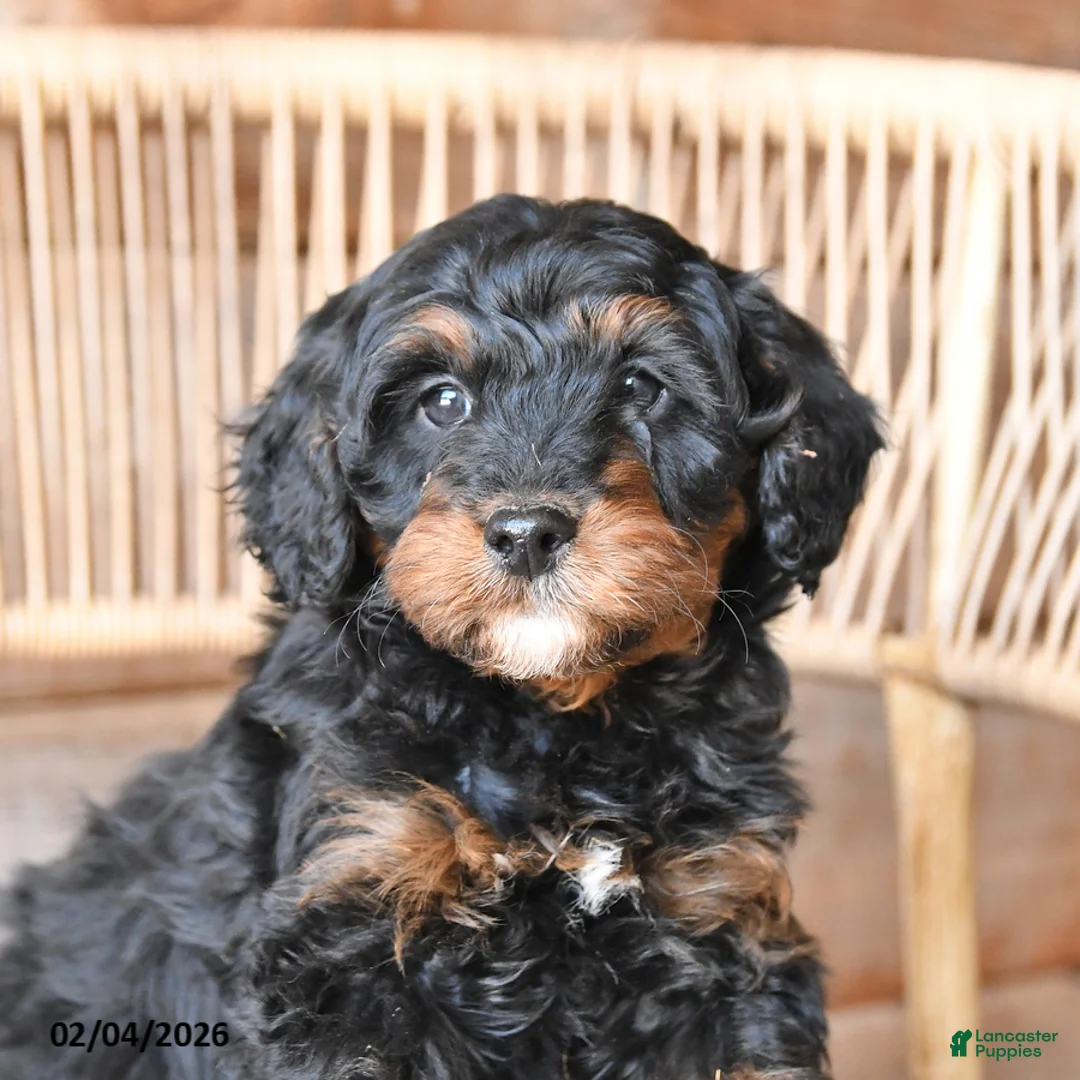 Mini Bernedoodle dogs for sale: Pepper - Ad 2