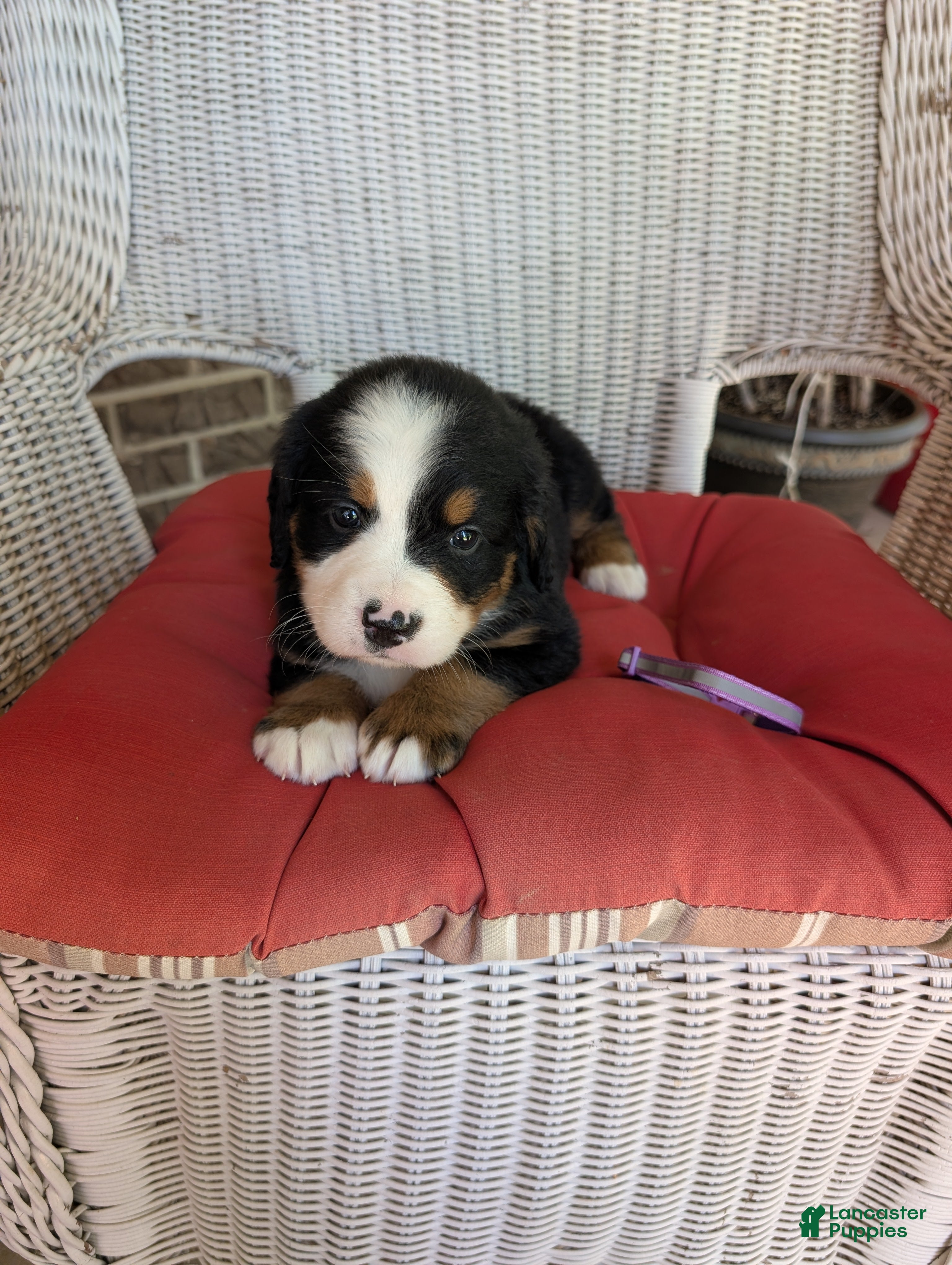 Bernese Mountain Dog dogs Jasmine - Ad 1