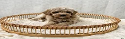 Cavapoo dogs for sale: Scottie - Ad 8