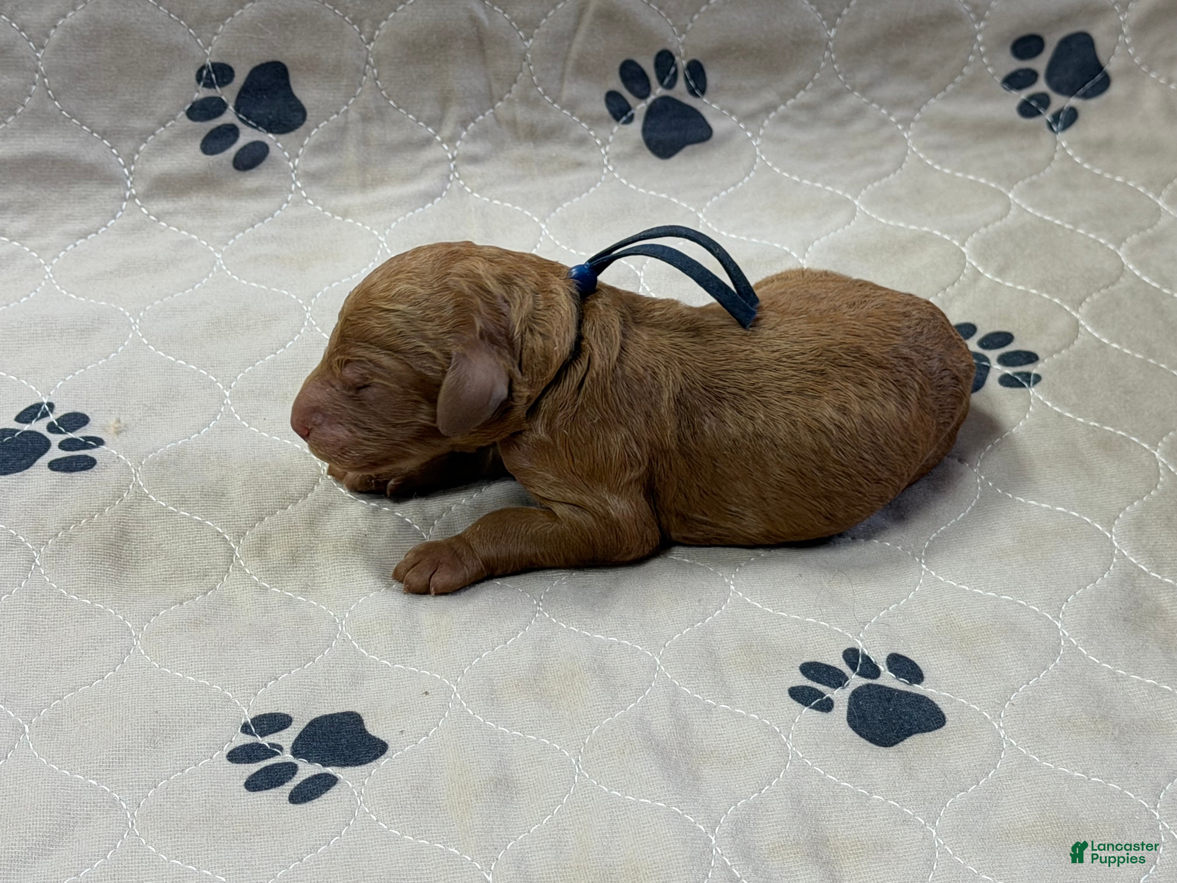 Goldendoodle dogs Navy - Goldendoodle Puppy 4 - Ad 2