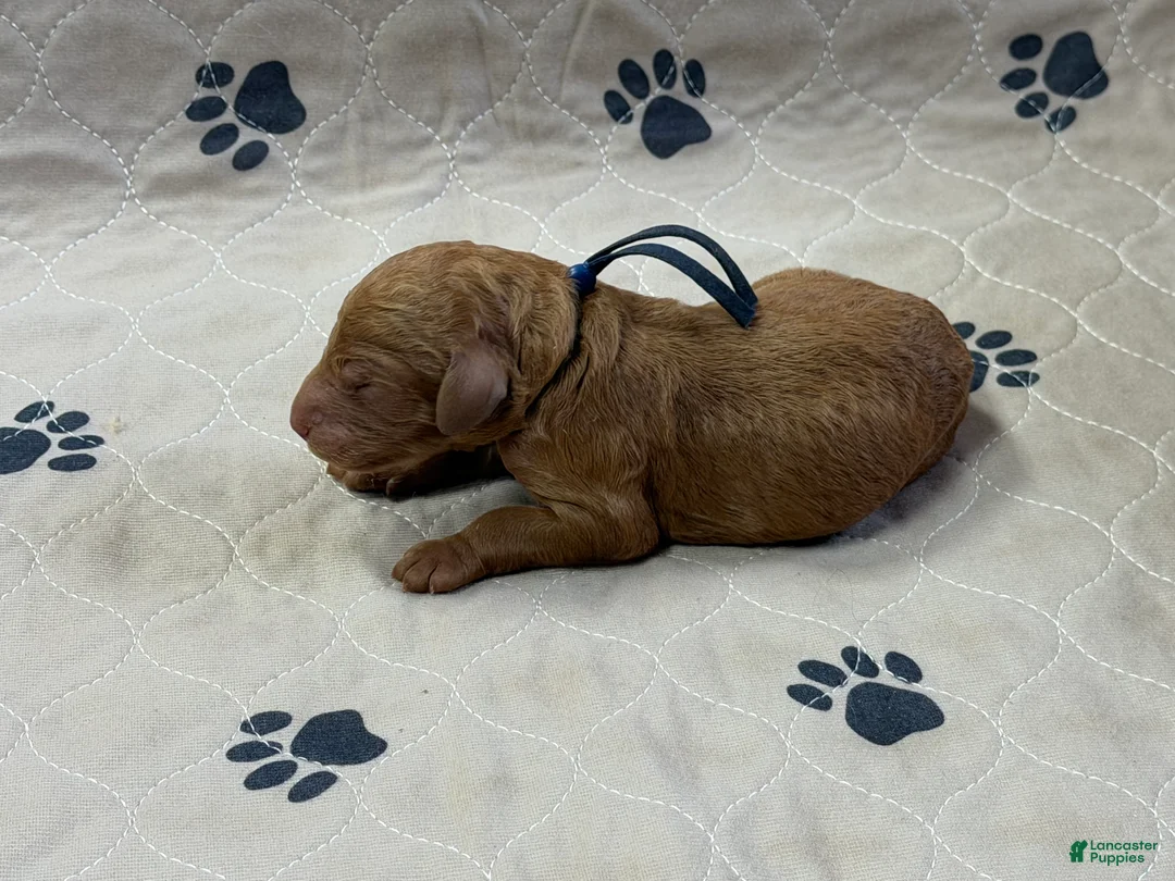 Goldendoodle dogs for sale: Navy - Goldendoodle Puppy 4 - Ad 2