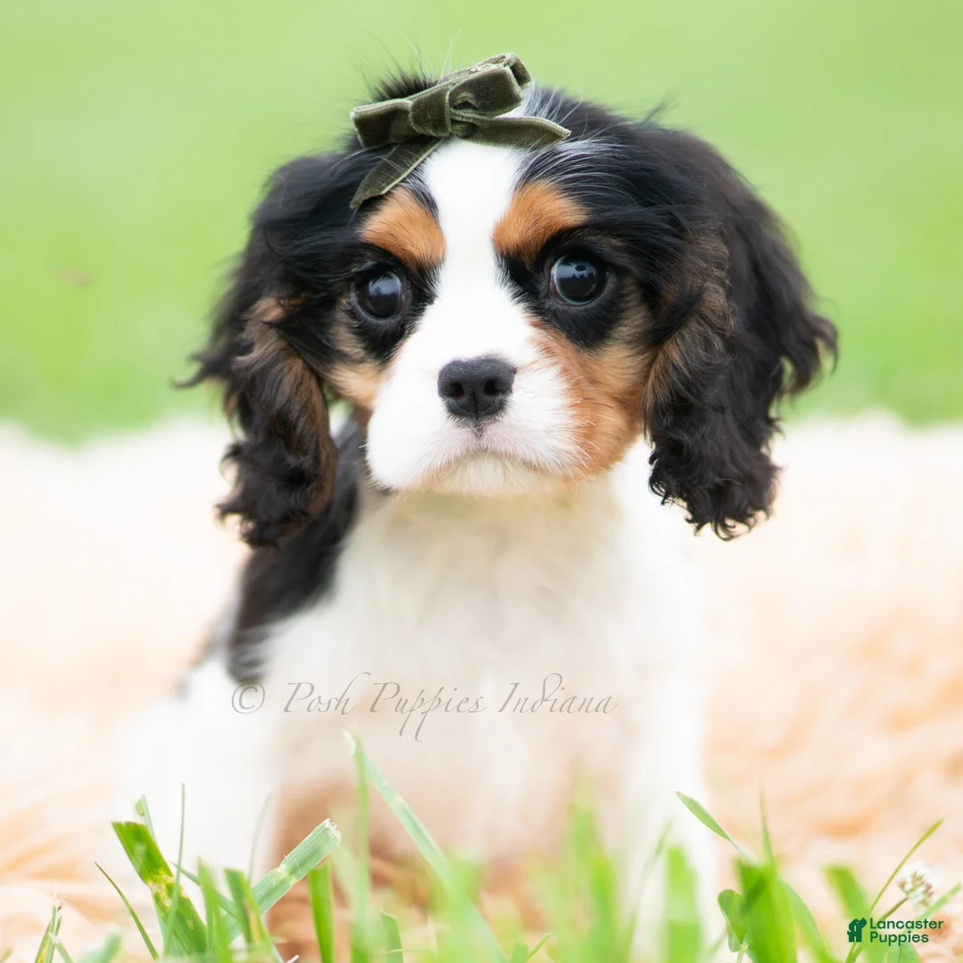 Cavalier King Charles Spaniel dogs for sale: Charles - Ad 6