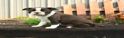 Boston Terrier dogs for sale: Mercury - Ad 4