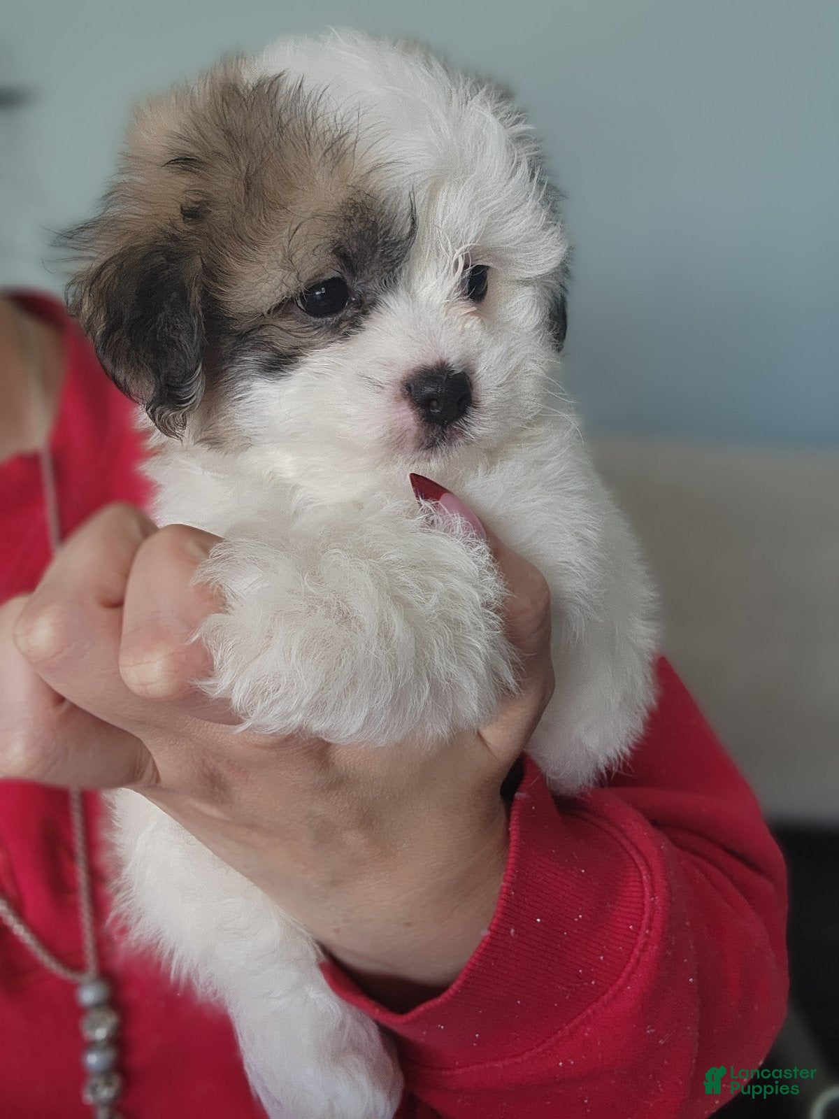 Teddy Bear dogs for sale: Teddy Bear Puppy 2 - Ad 4