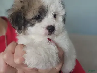 Teddy Bear dogs Teddy Bear Puppy 2 - Ad 30