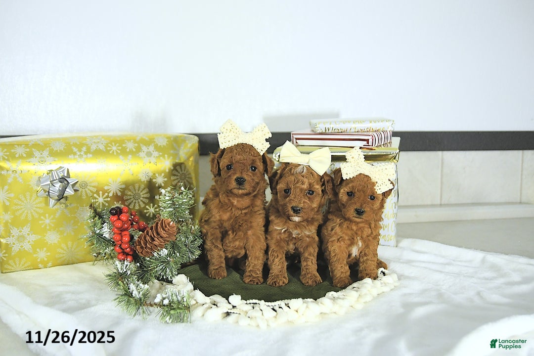 Toy Poodle dogs for sale: Darcy - Ad 8