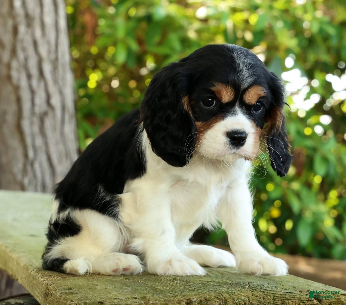 Cavalier King Charles Spaniel dogs for sale: Carla - Ad 5