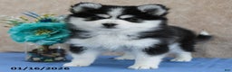 Pomsky dogs for sale: Evie - Ad 5