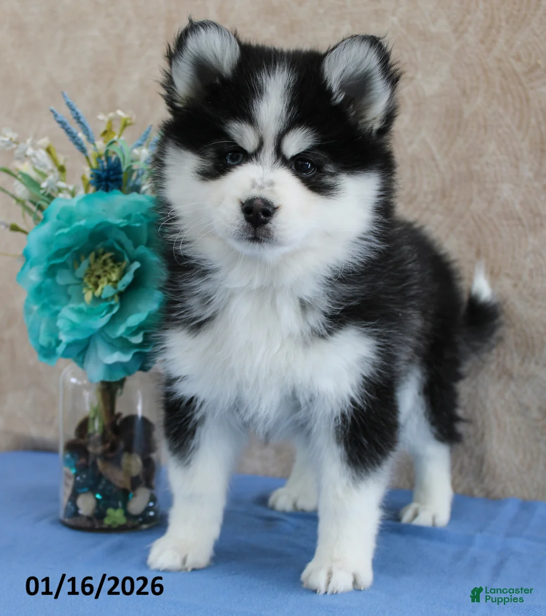 Pomsky dogs for sale: Evie - Ad 5