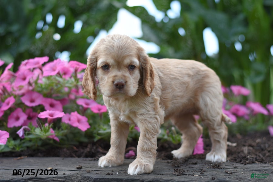Cocker Spaniel dogs Ellie - Ad 1