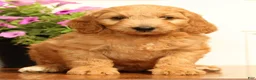 Mini Goldendoodle dogs for sale: Bella - Ad 2