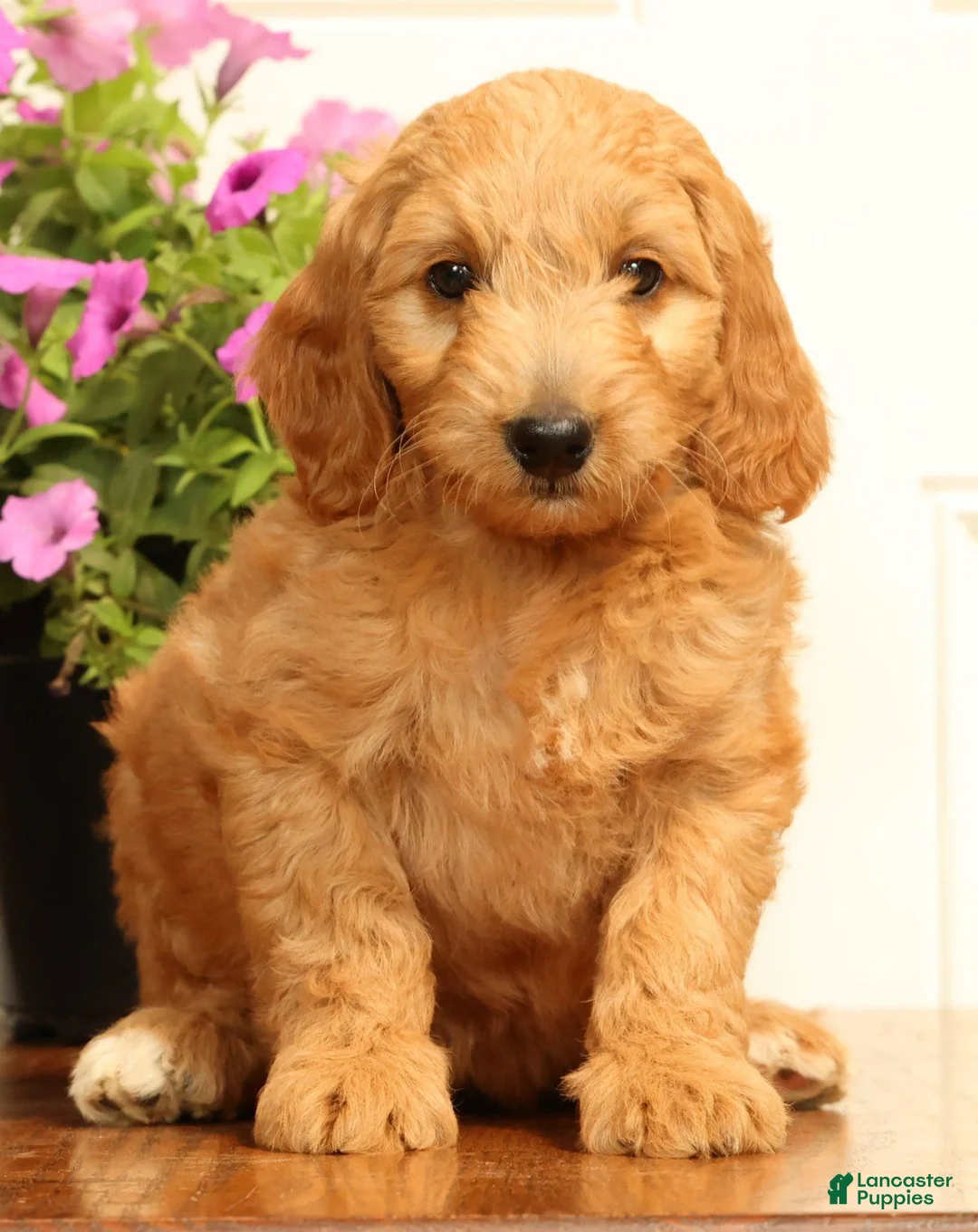 Mini Goldendoodle dogs for sale: Bella - Ad 2