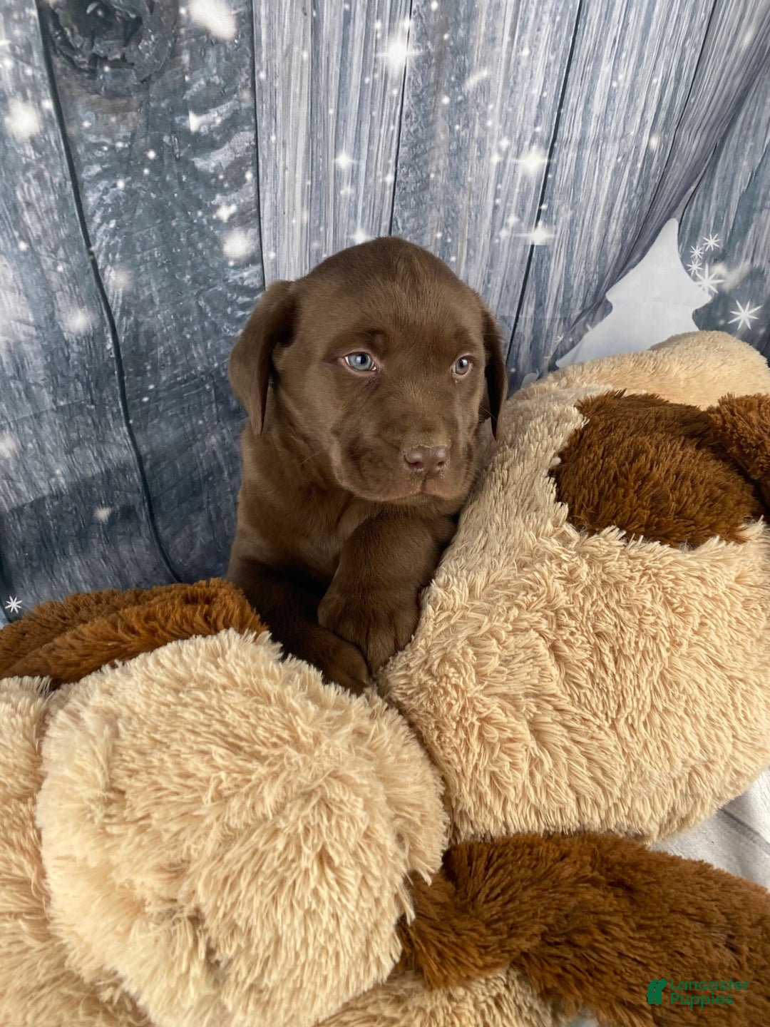 Labrador Retriever dogs for sale: Ava - Ad 16