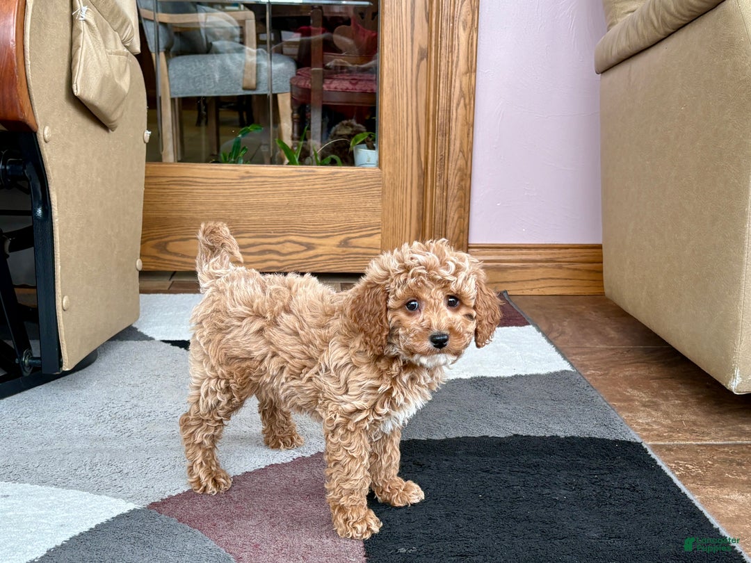 Cavapoo dogs for sale: Cavapoo male Puppy 1 - Ad 6