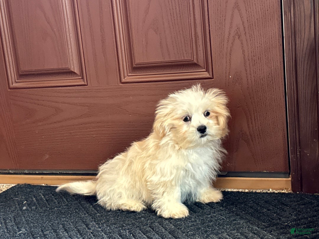 Lhasa Apso dogs for sale: Joey - Ad 2