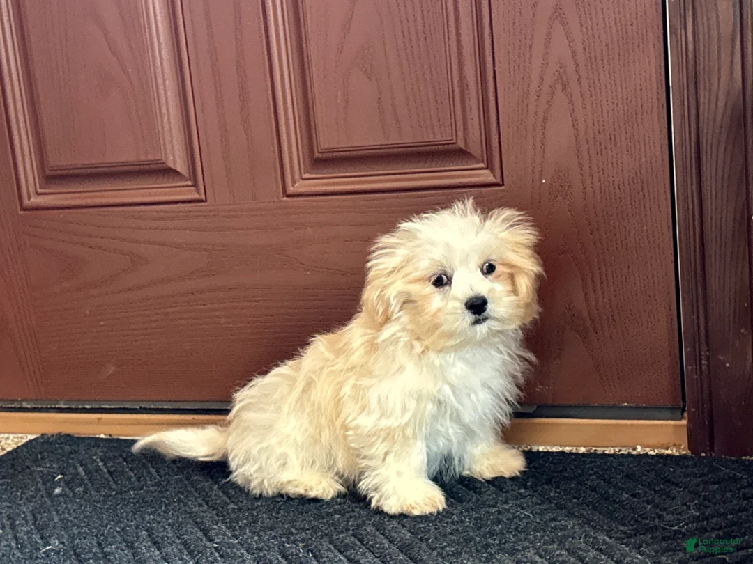 Lhasa Apso dogs for sale: Joey - Ad 4