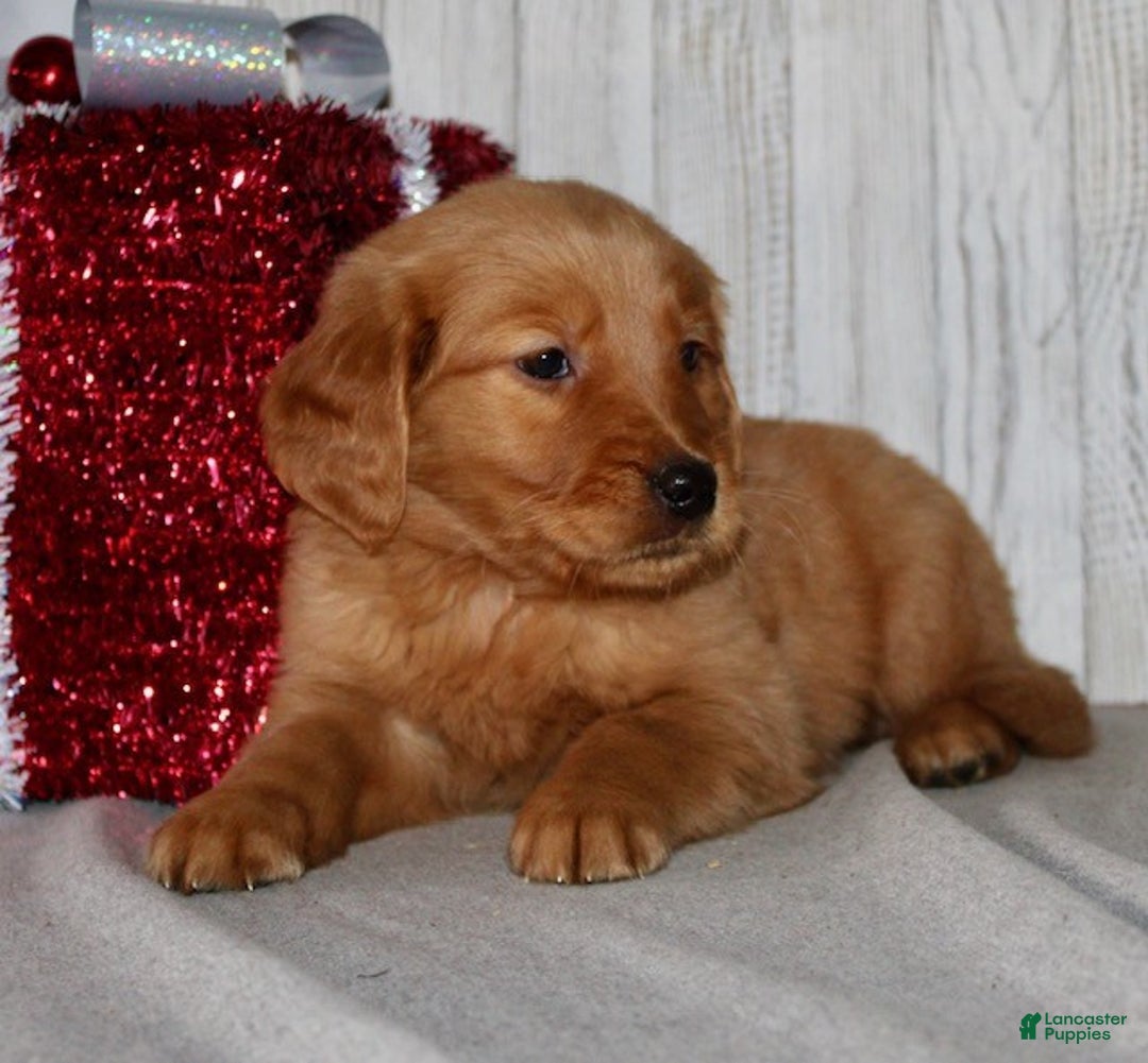 Golden Retriever dogs for sale: Patti - Ad 7