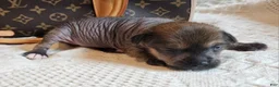 Mixed Breed dogs for sale:  Boss  - Ad 9