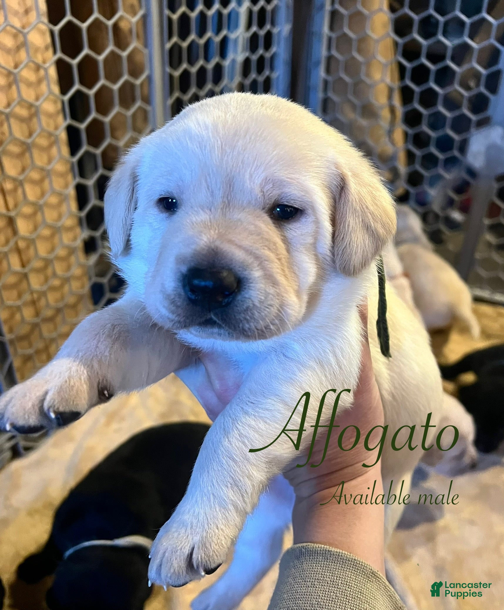 Labrador Retriever dogs for sale: Affogato  - Ad 4