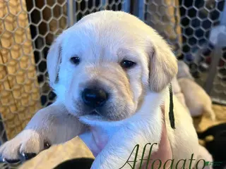 Labrador Retriever dogs Affogato - Ad 26