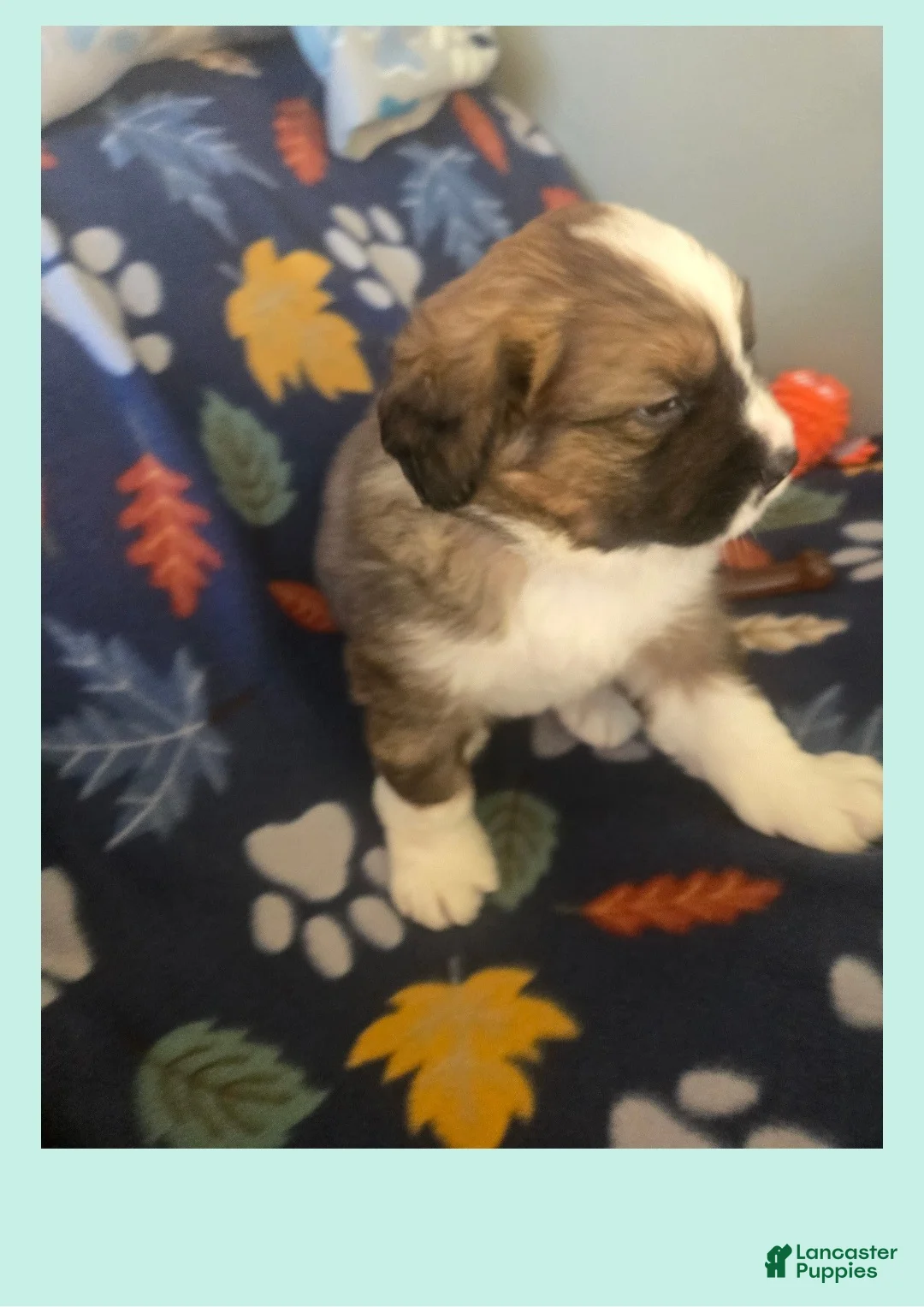 Mixed Breed dogs for sale: Zues - Ad 15