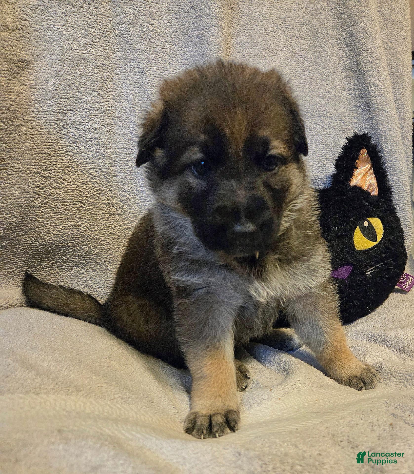 German Shepherd dogs Dolly - Ad 2